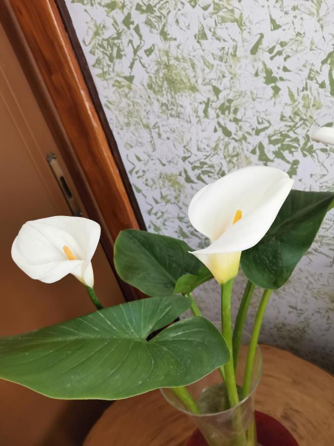 Apartament Hamboula Polis Zewnętrze zdjęcie